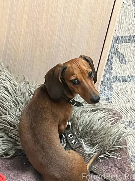 Пропала собака мини такса Чика...