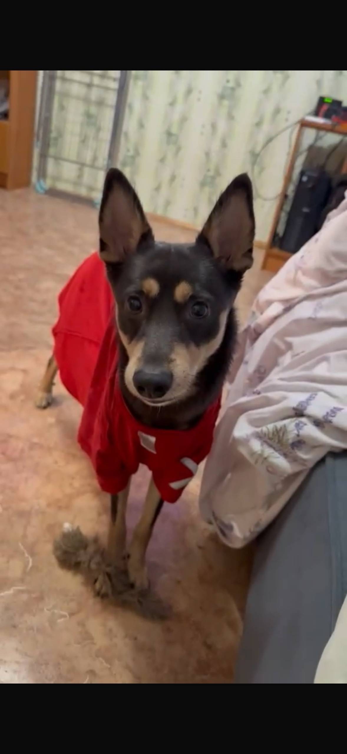 Потерялся пес,в районе паратск...