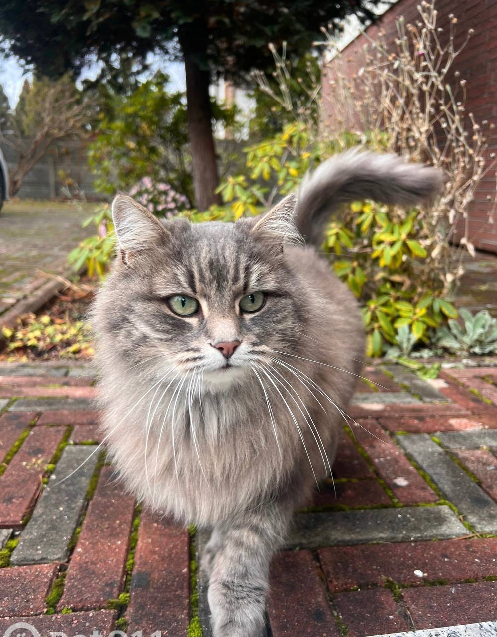 Из ТГ: Найдена кошка! Пожалуйс...