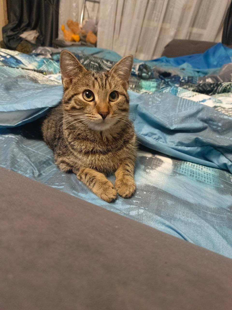 ПРОПАЛ КОТ!!! Пропал кот, клич...