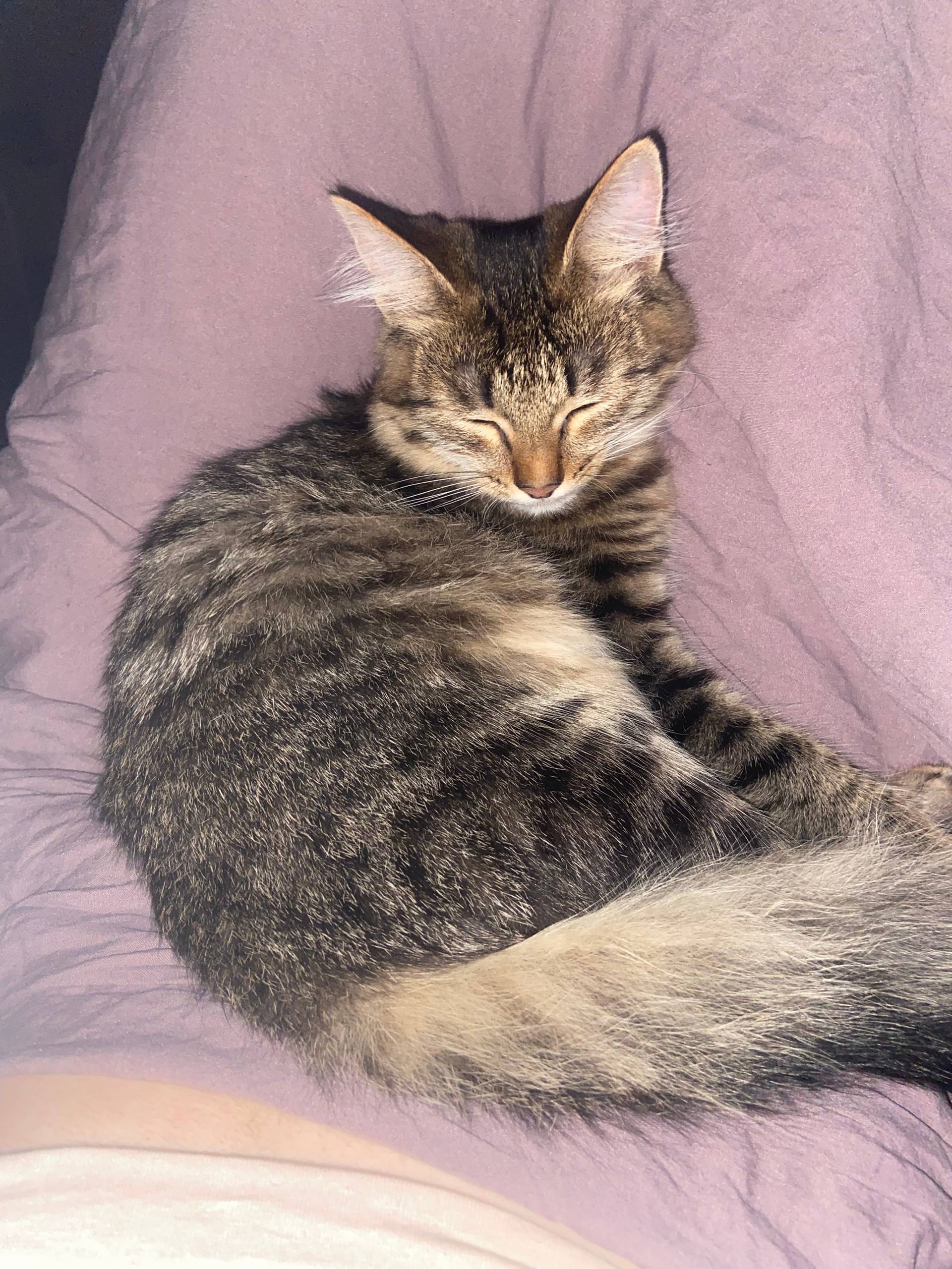 Пропала кошка, в районе пятако...