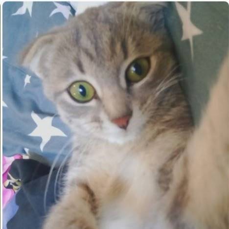 Помогите найти котенка (фото с...