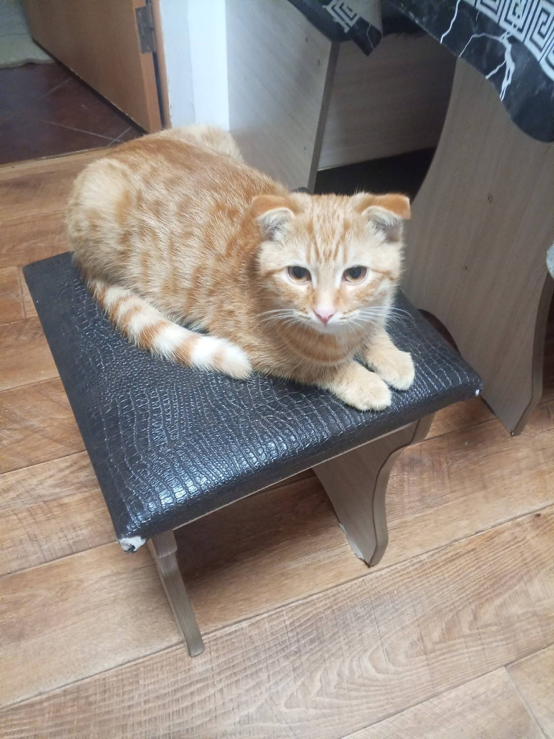 Пропал котёнок рыжей . вислоух...