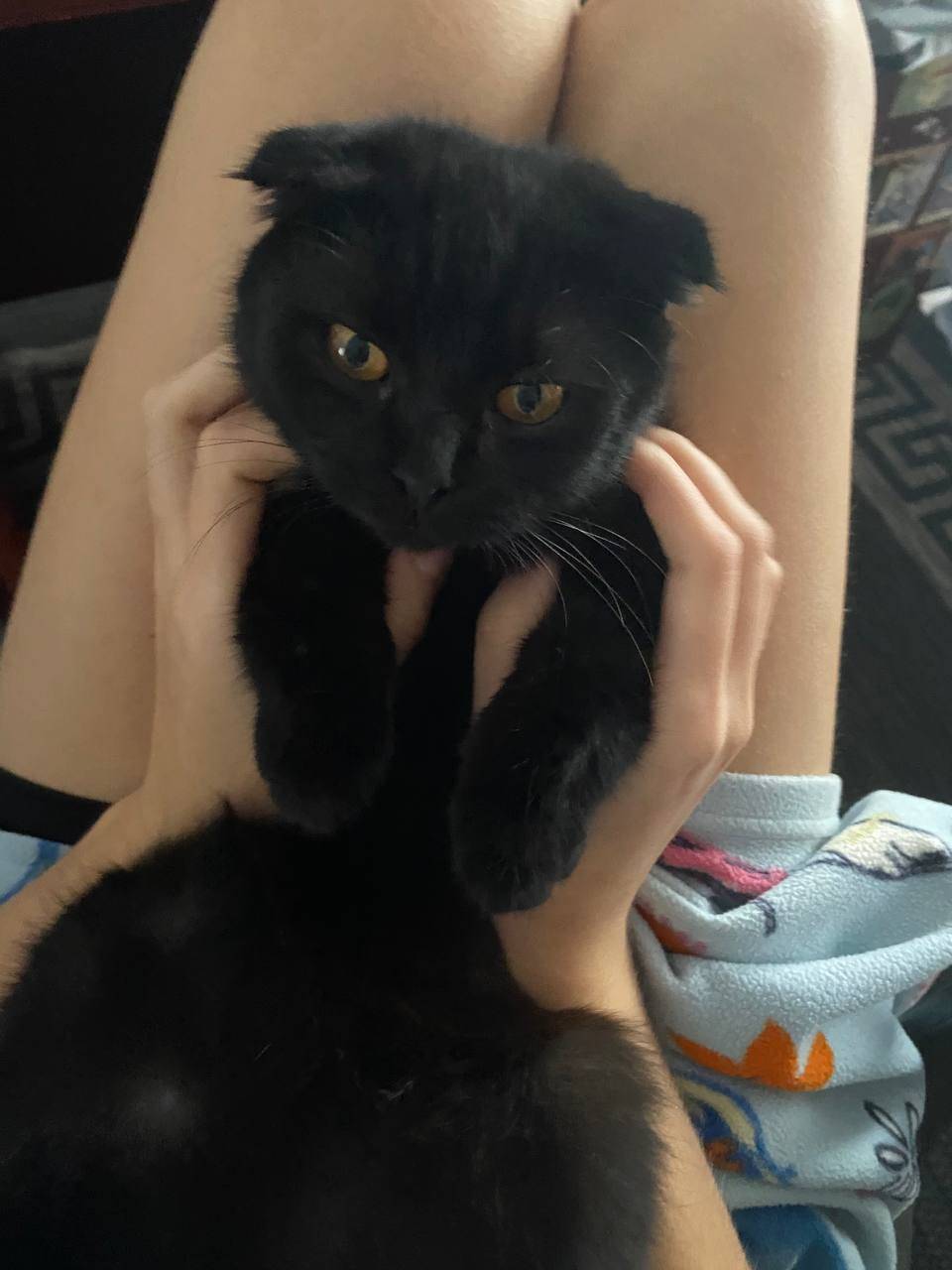 ПРОПАЛА КОШКА зовут Алиса, 5 м...