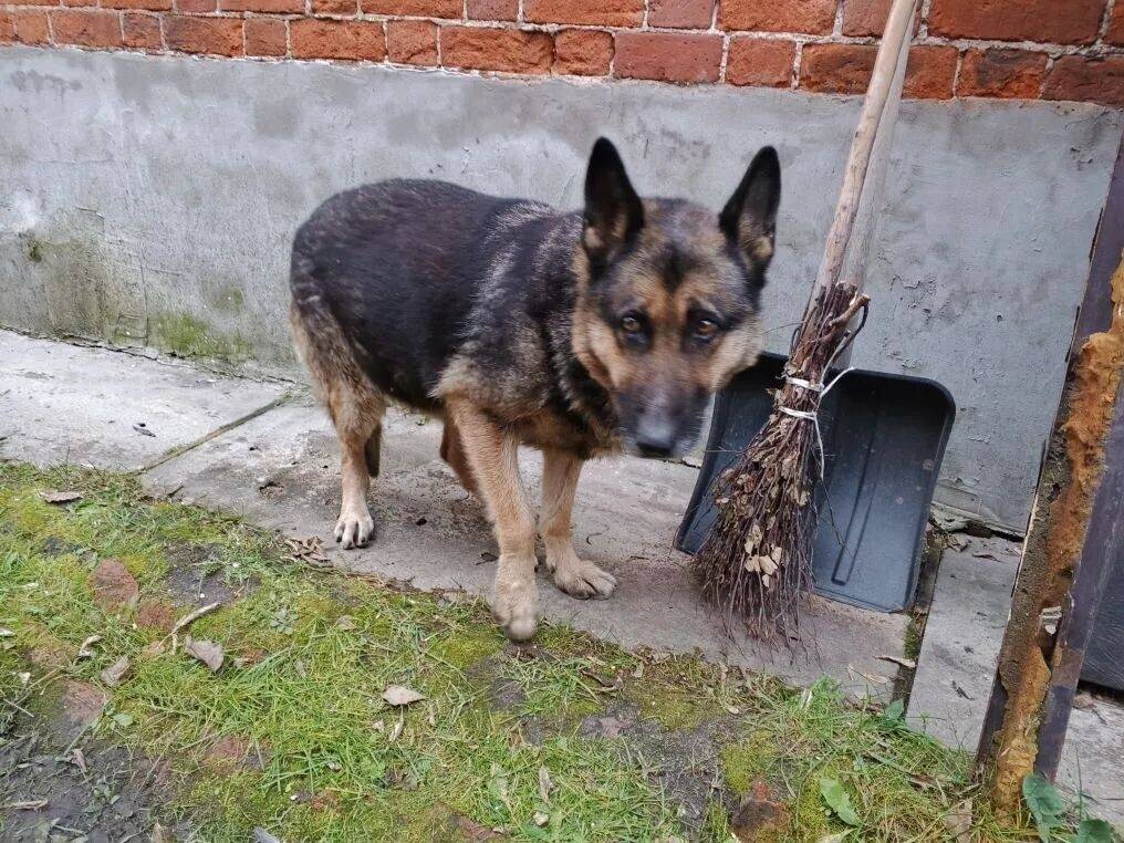 Чья потеряшка? В центре города...