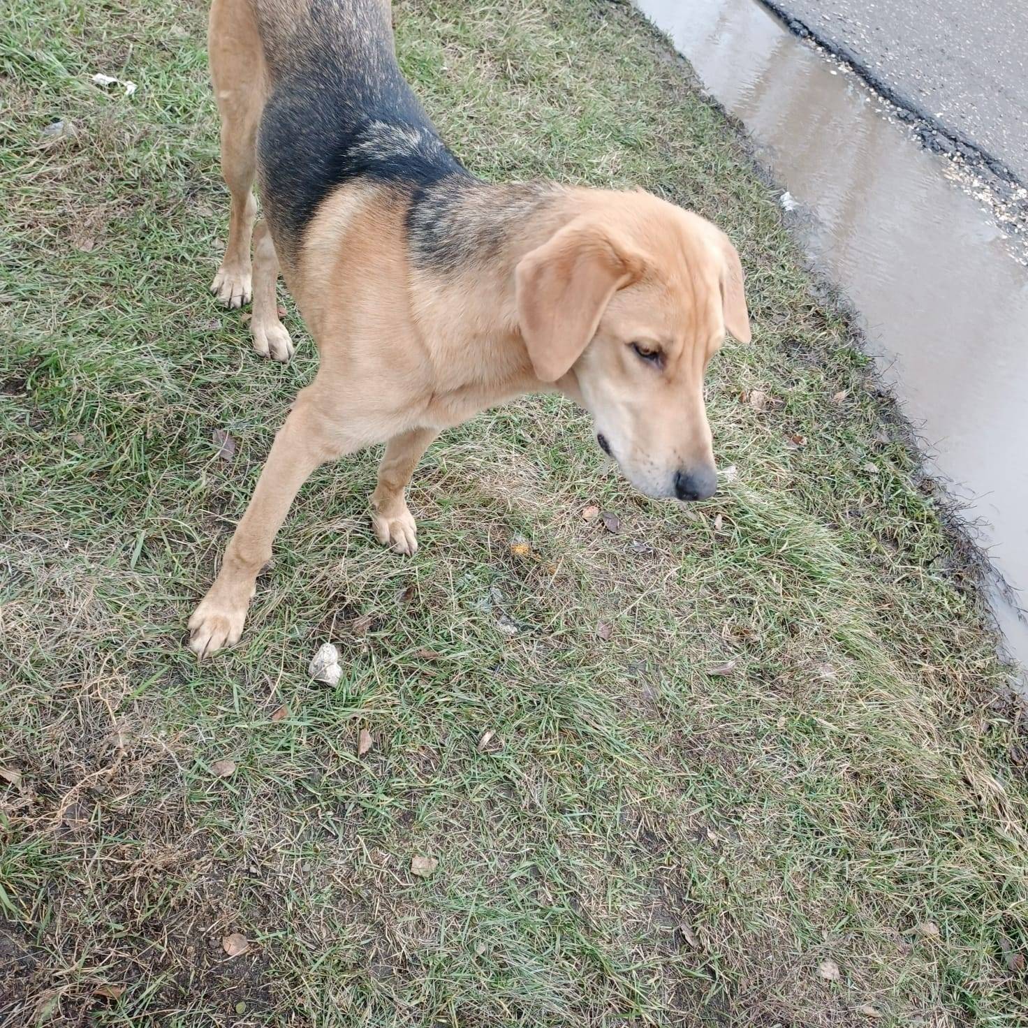 Пропала собака, русская гончая...