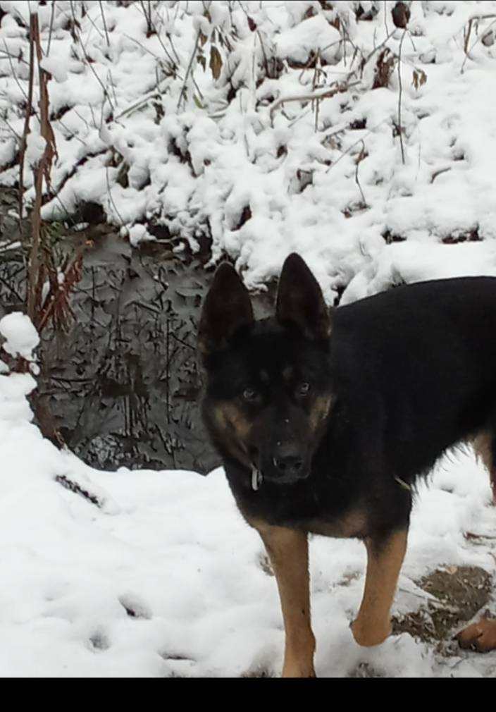 Прошу репост! Потерялась собак...