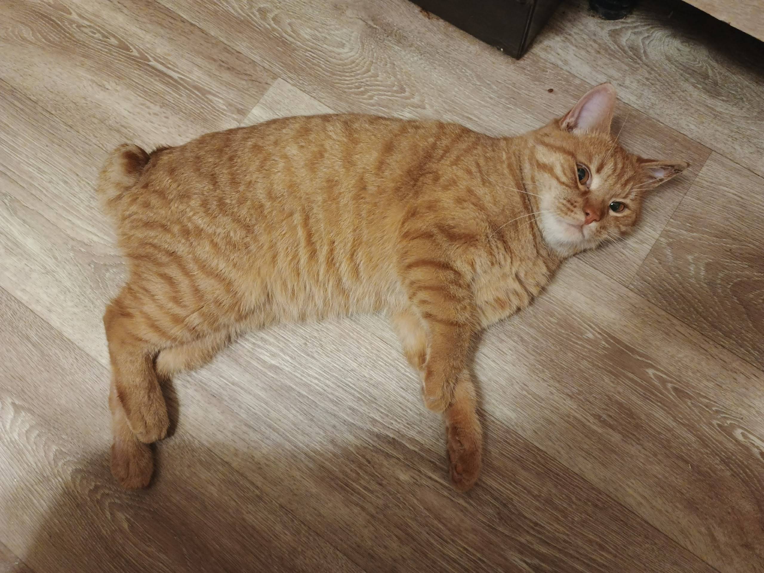 Найден кот с согнутым коротким...