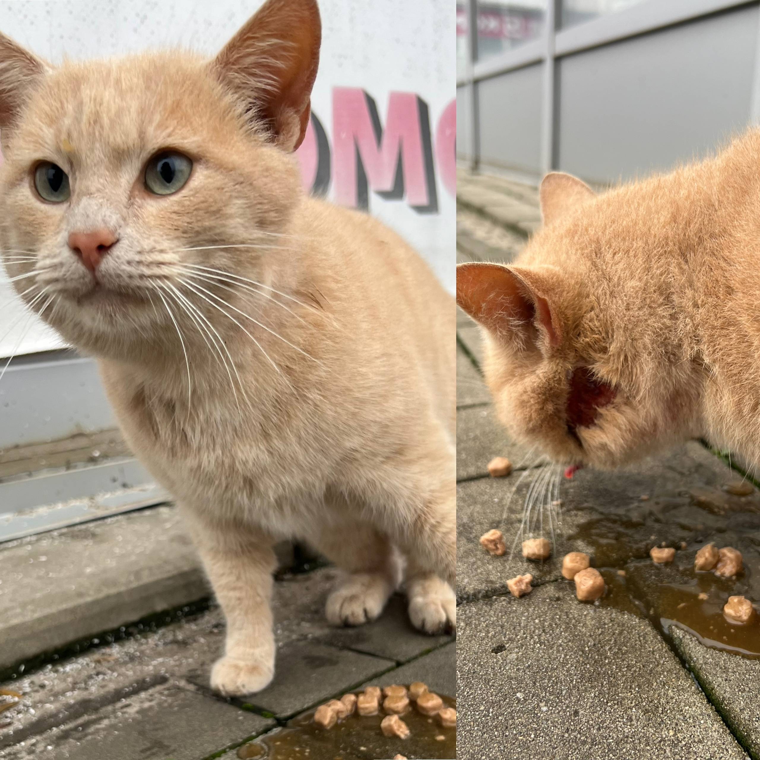 Пропал кот 🙏 Ранее я выставлял...