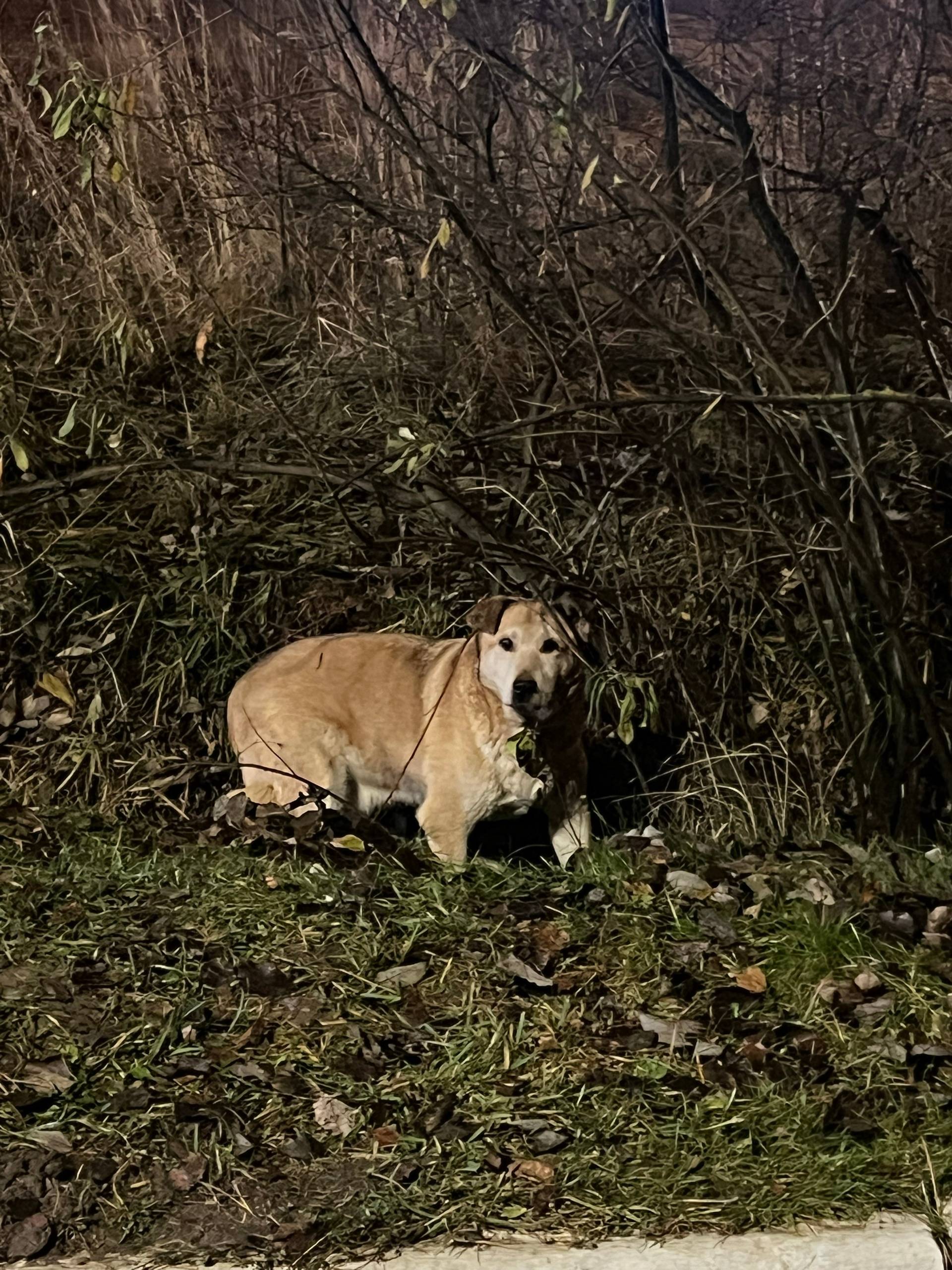 Проезжала через Дмитров, остан...