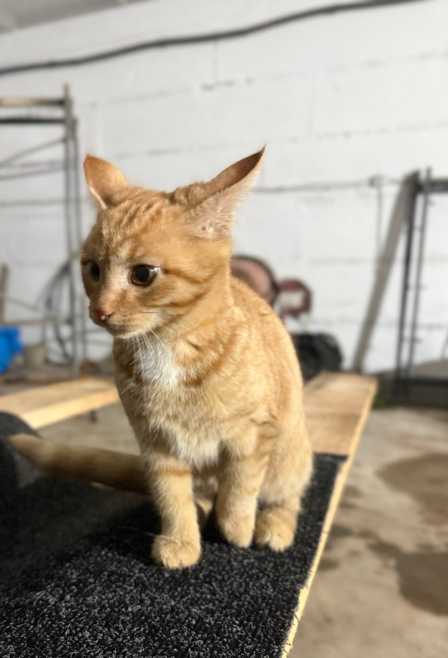 Пропал рыжий котенок, девочка,...