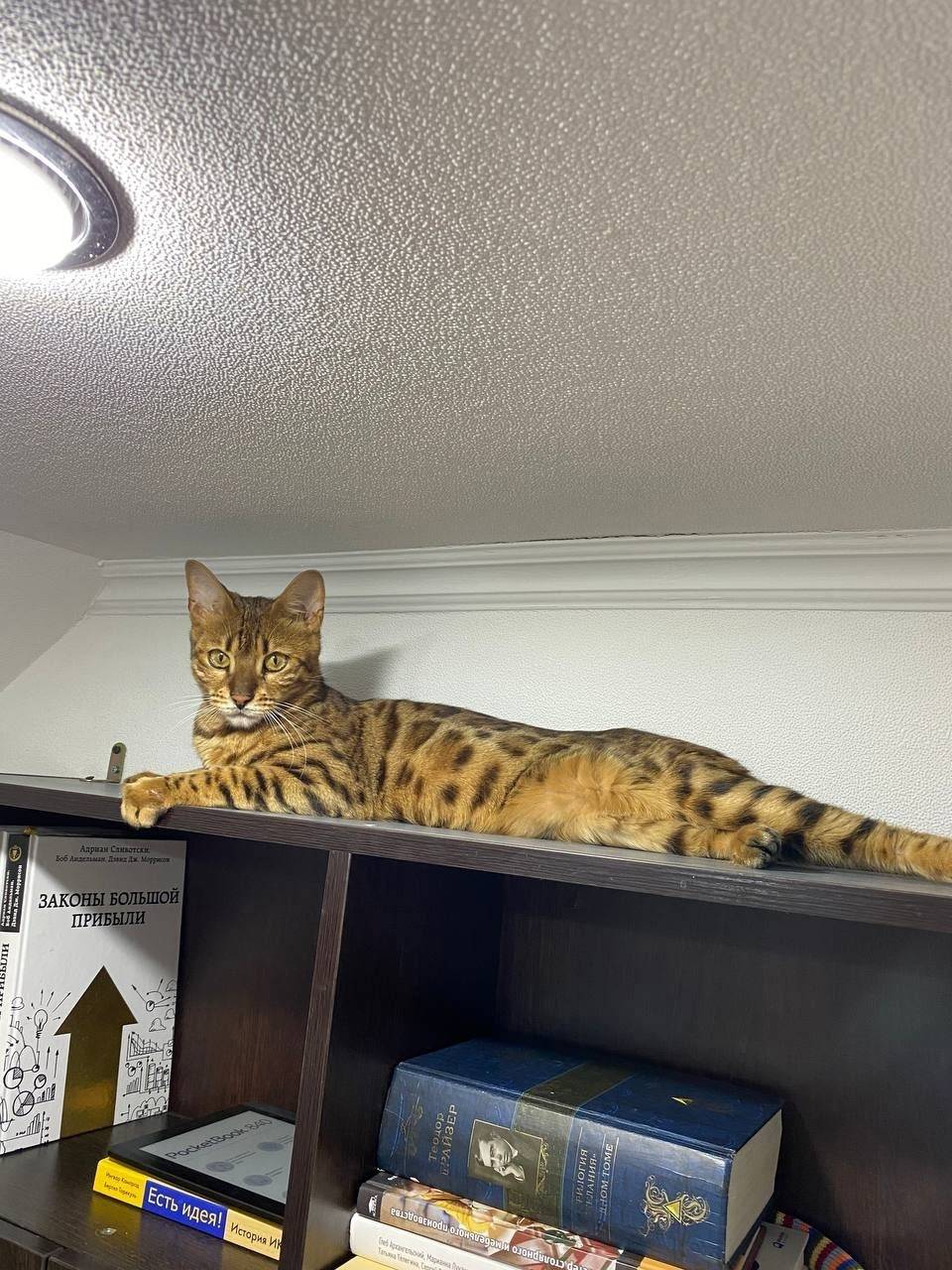 Пропала кошка по кличке «Креве...