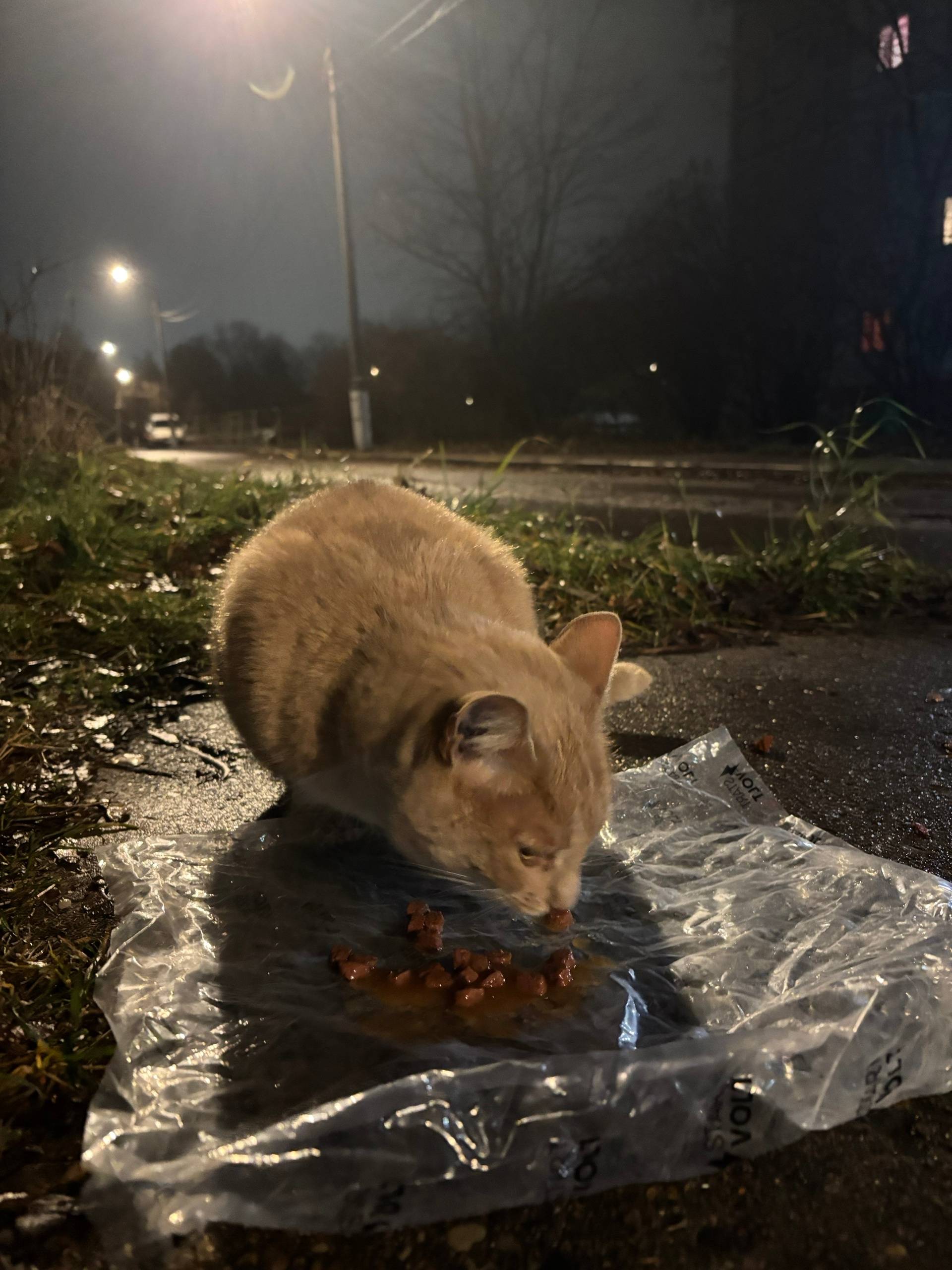 Найден кот, на улице белякова,...
