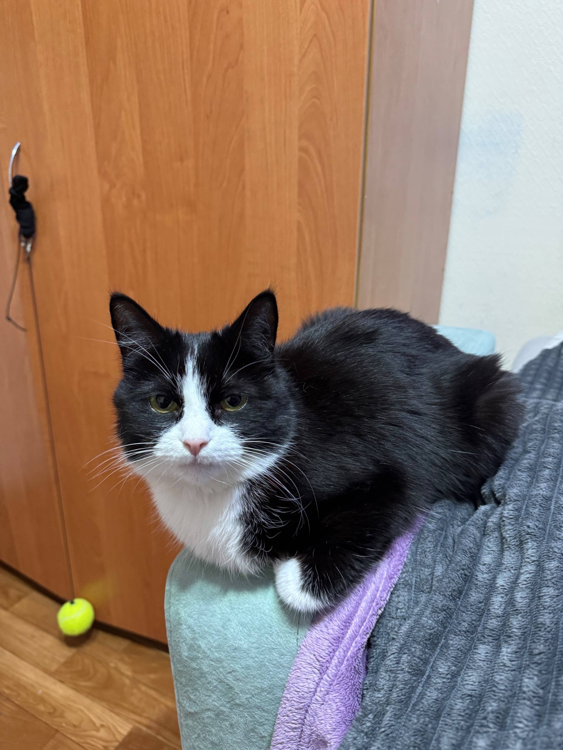 Найдена кошка. Если узнали пиш...