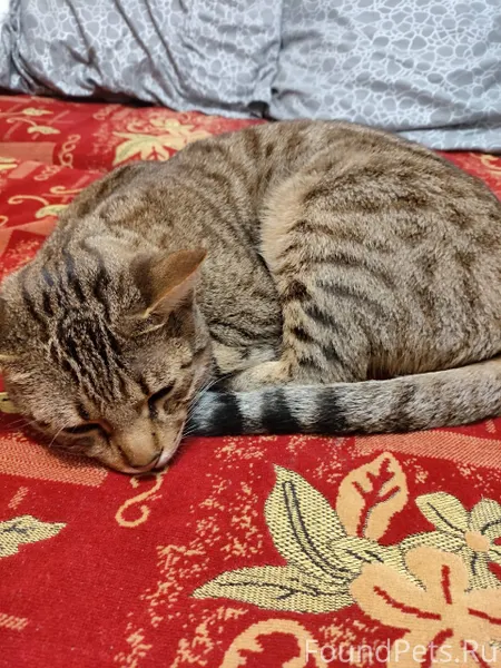 Найден кот в районе 50 лет...