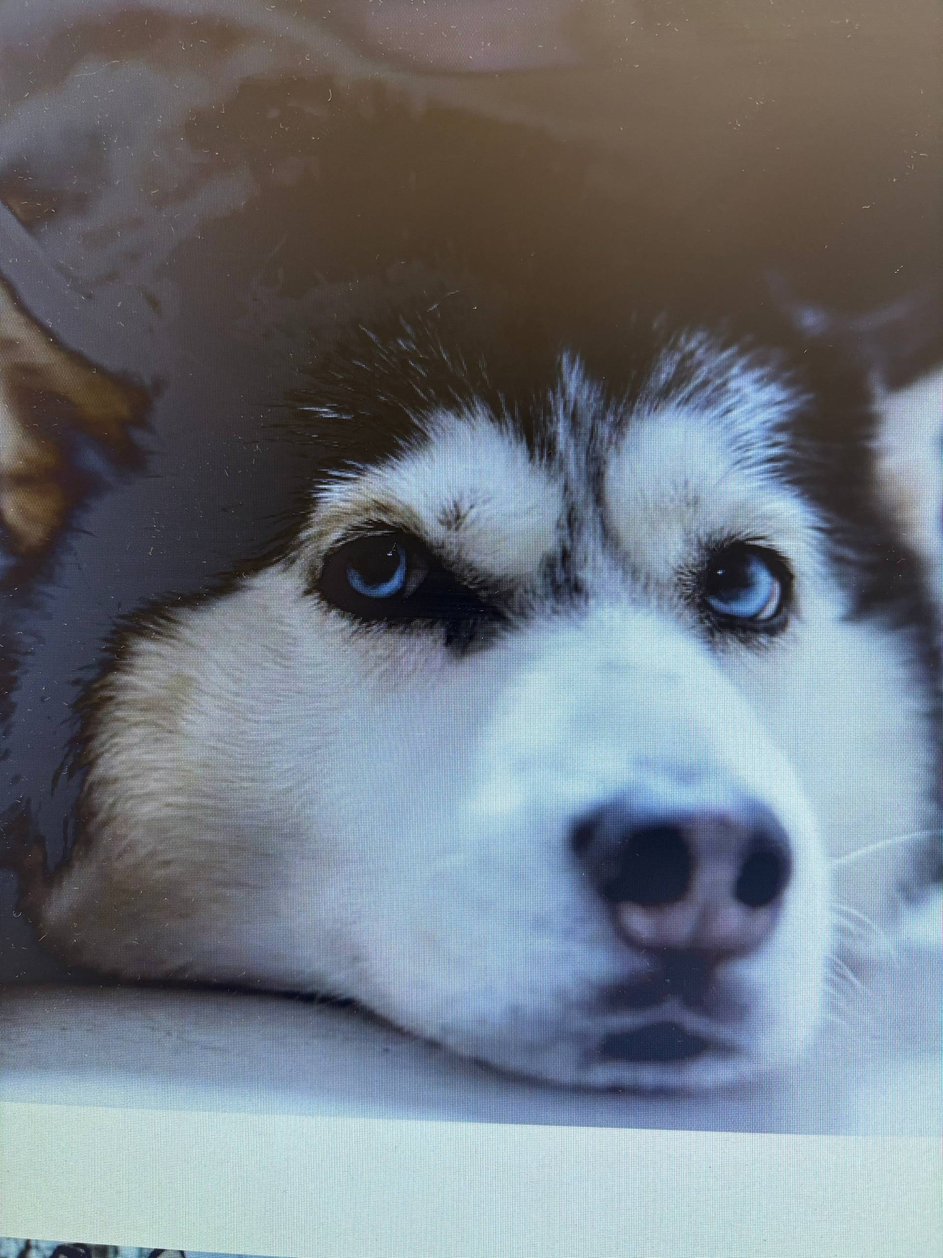 Пропала собака породы Хаска че...