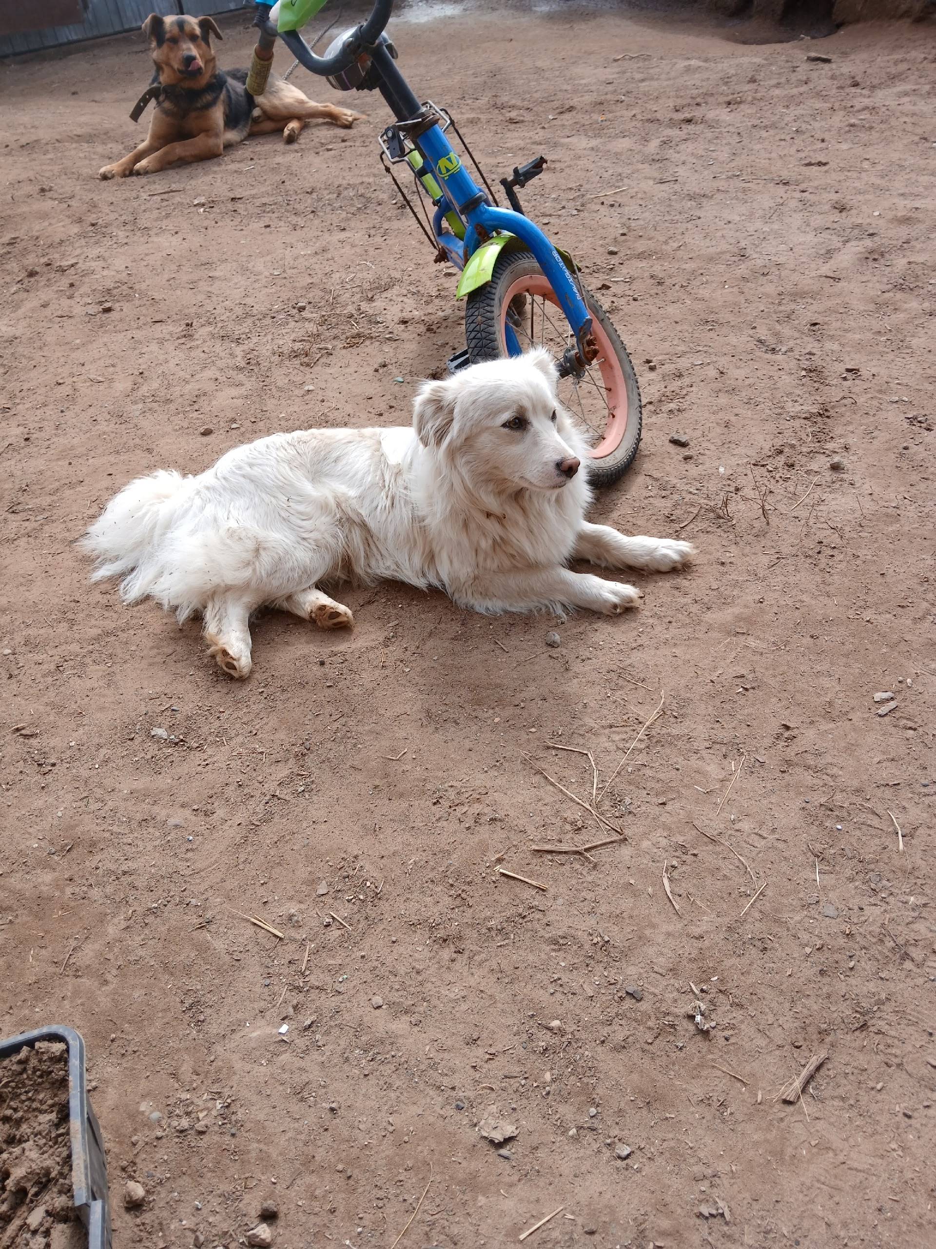 Потерялся пес...может кто виде...