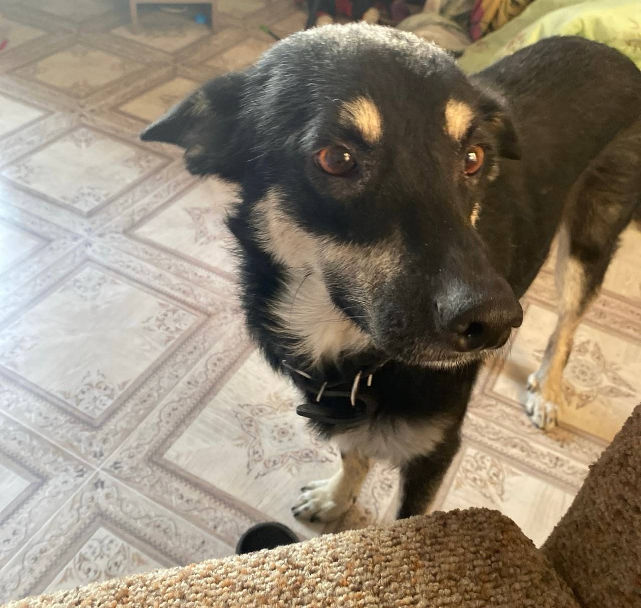 Пропала собака, может кто-то в...