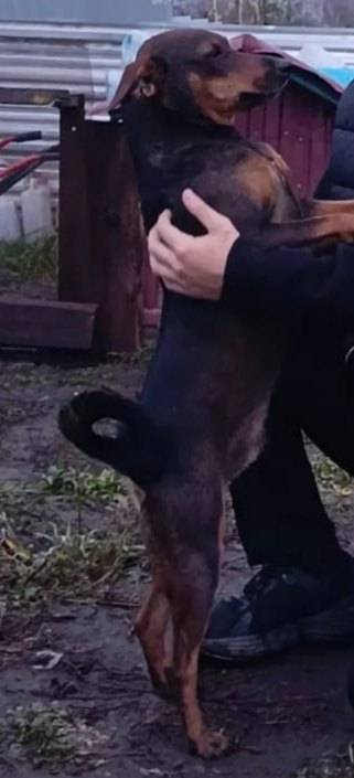 Помогите найти... Пропала соба...