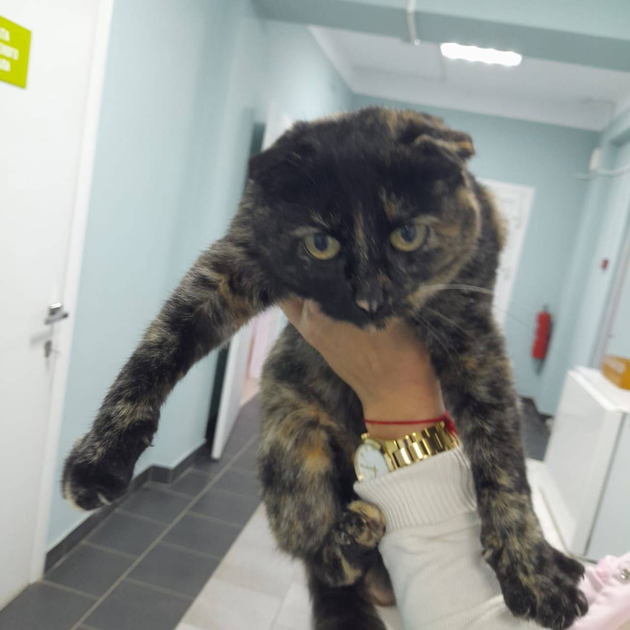 Срочно! Найдена молоденькая ко...