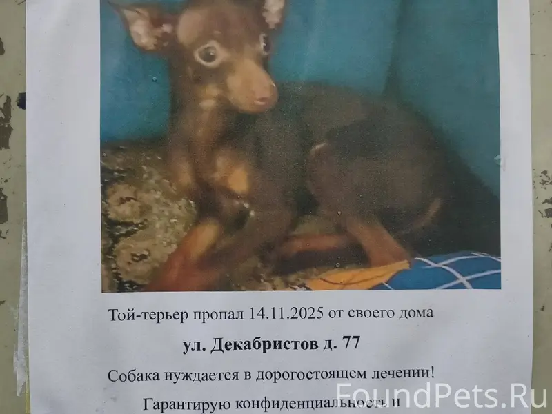 ВНИМАНИЕ! НОГИНСК! Пропал той-...