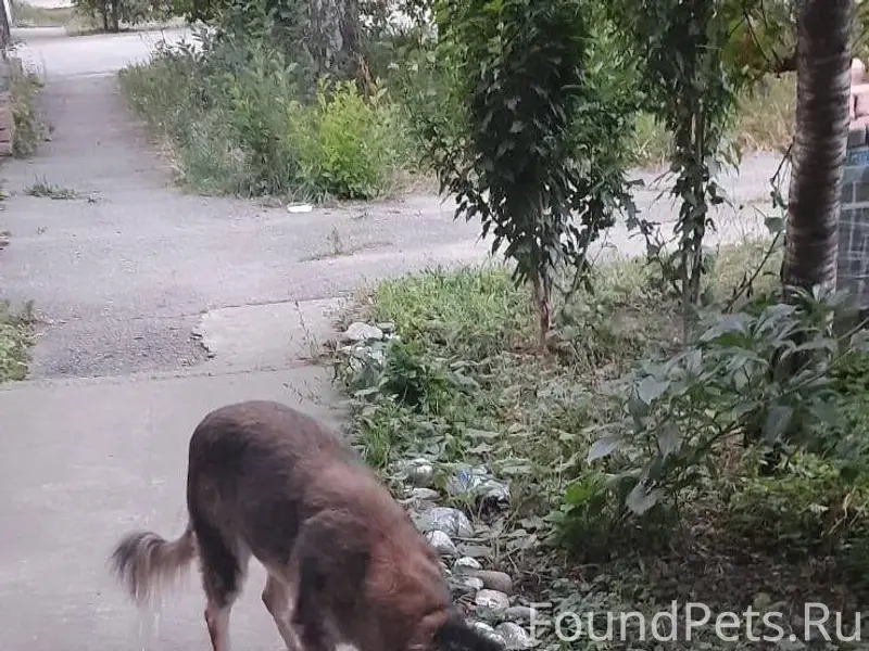 Пропала собака (девочка,стерил...