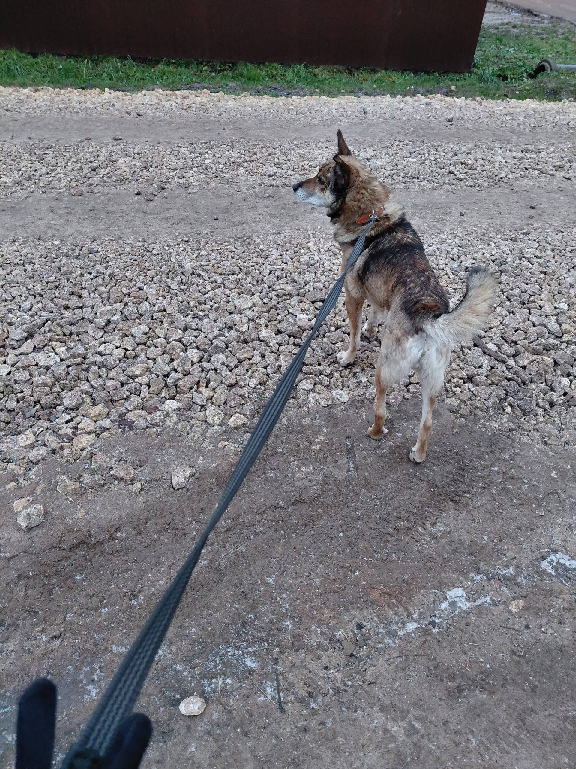 Потерялся пес, рыжеватый, уши ...