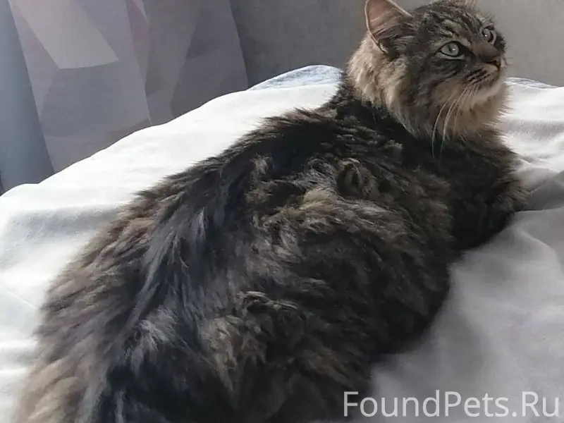 Пропал котик. Помогите найти! ...