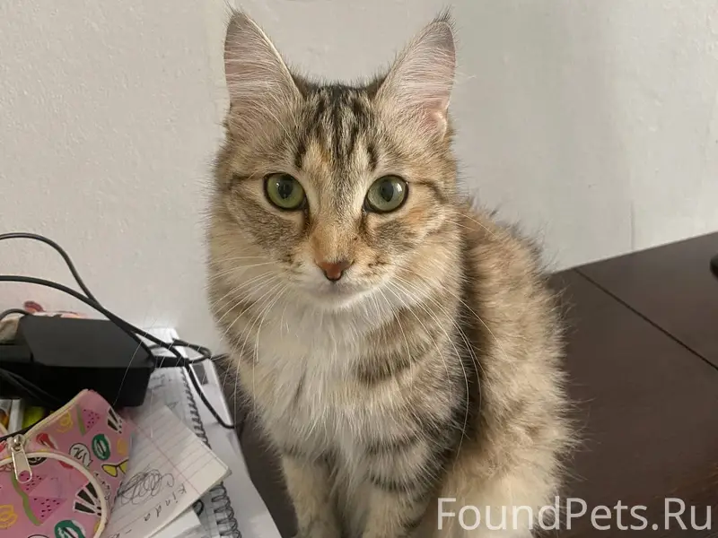 ПРОПАЛА КОШКА! Кызыл, ул. Каа-...