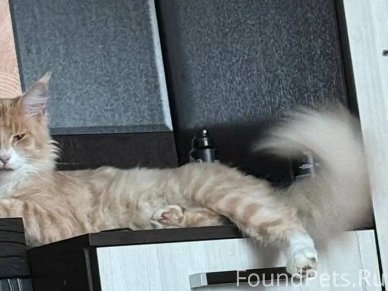 Доьрый день, пропал кот мейкун...