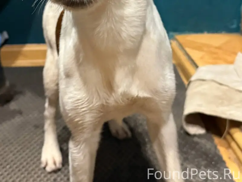 Чья собака потерялась? Джек Ра...