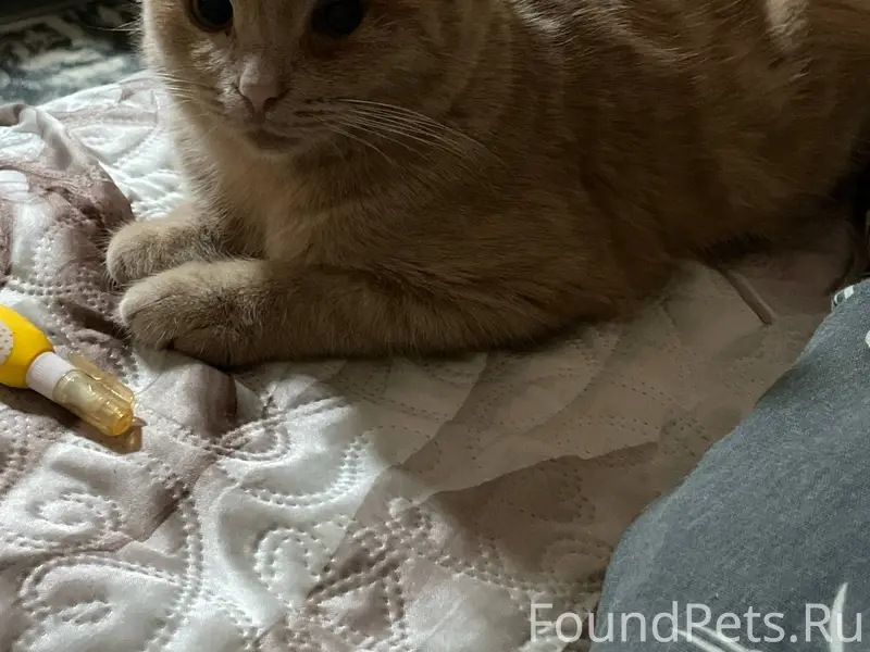 Пропал кот в районе улицы Лени...