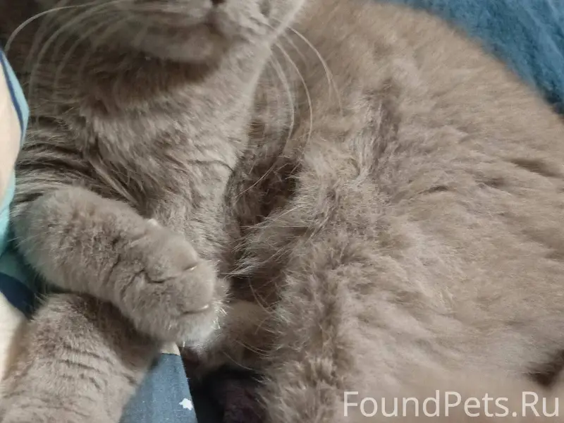 Здравствуйте. Пропал кот, в ра...