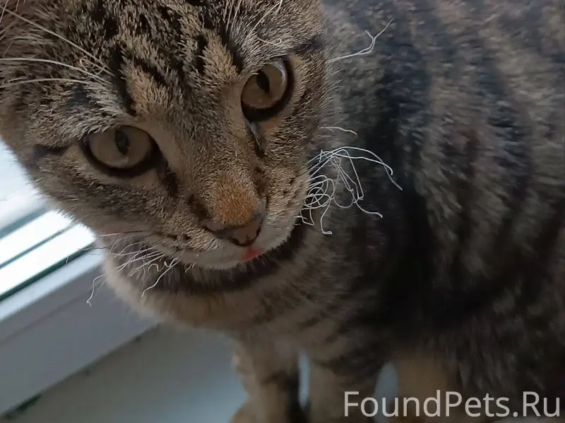 Добрый день! Пропала кошечка-п...