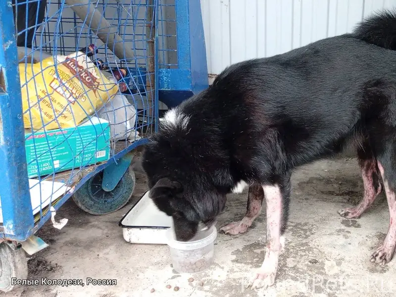 В Б. Колодезях на помойке, кто...