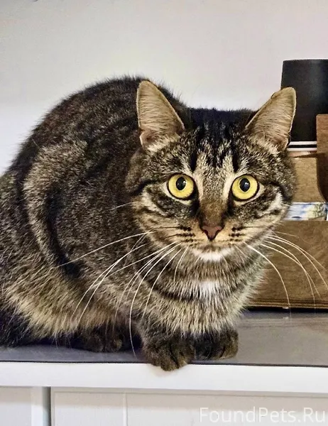 🐈 Молодая кошечка Софи ищет до...