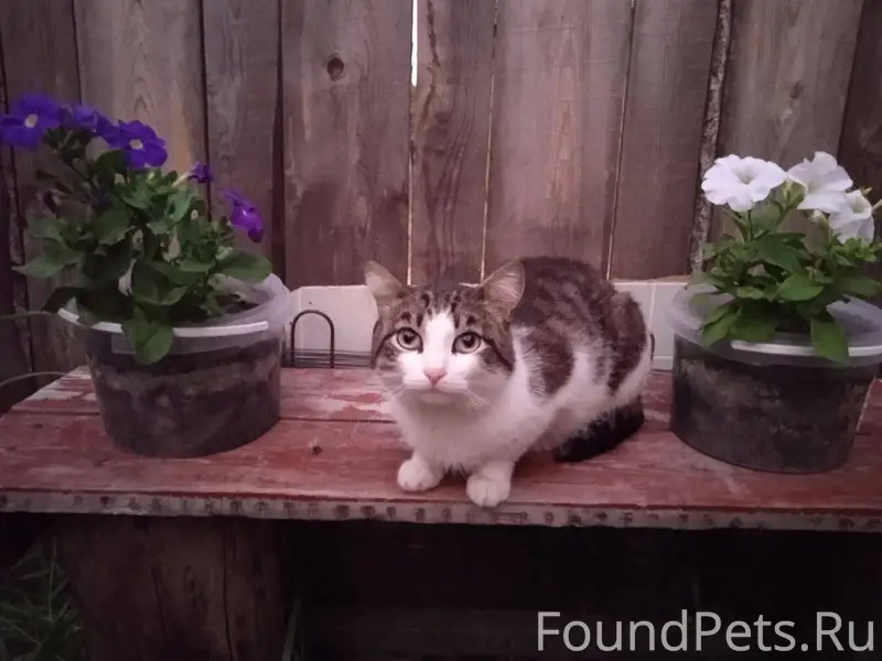 Потерялся кот откликается на к...