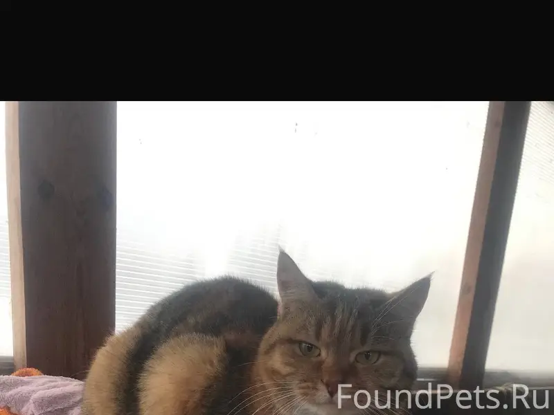 Пропала кошка в районе улицы Л...