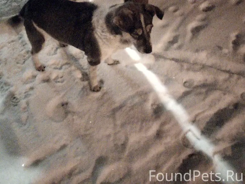 #потерялось_животное_Шадринск ...