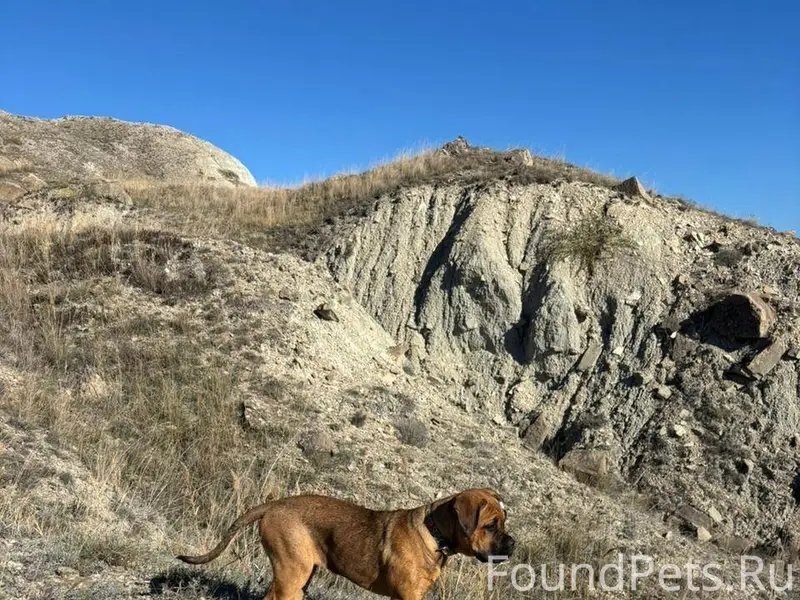 Потерялся щенок ! Канекорсо Ка...