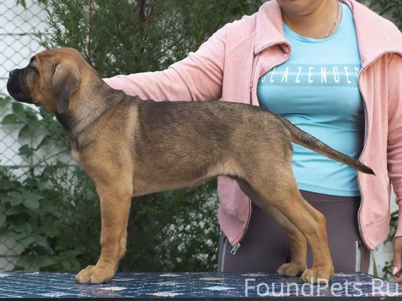 Потерялся в районе Панова, щен...