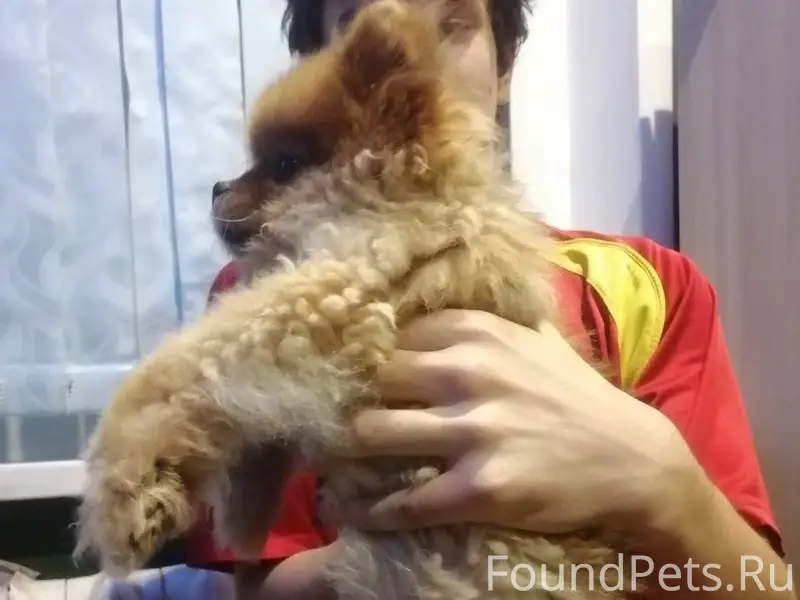 Найдена малышка Шпиц в районе ...