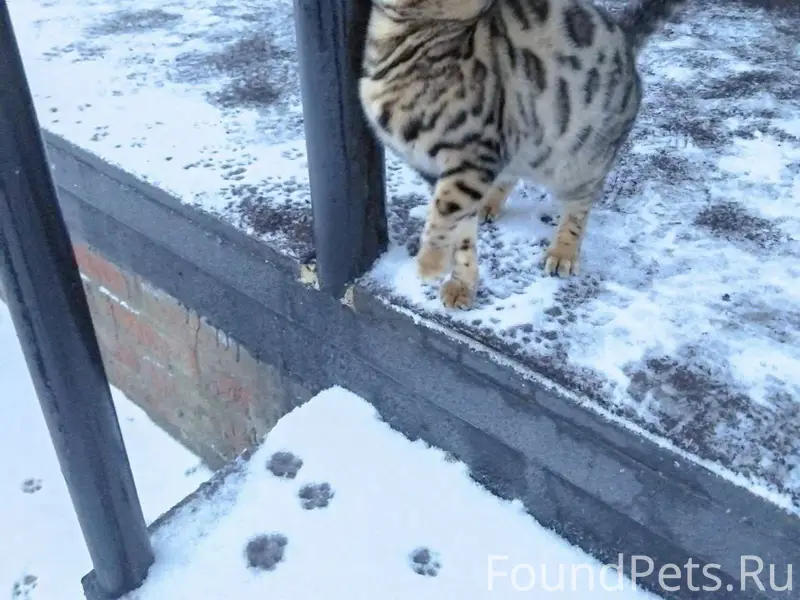 Найден чудесный котенок! 🐱 Ище...