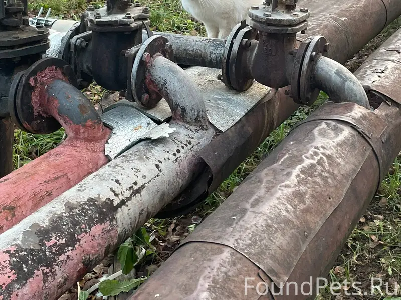 Найден кот! Давыдовский -1 22 ...