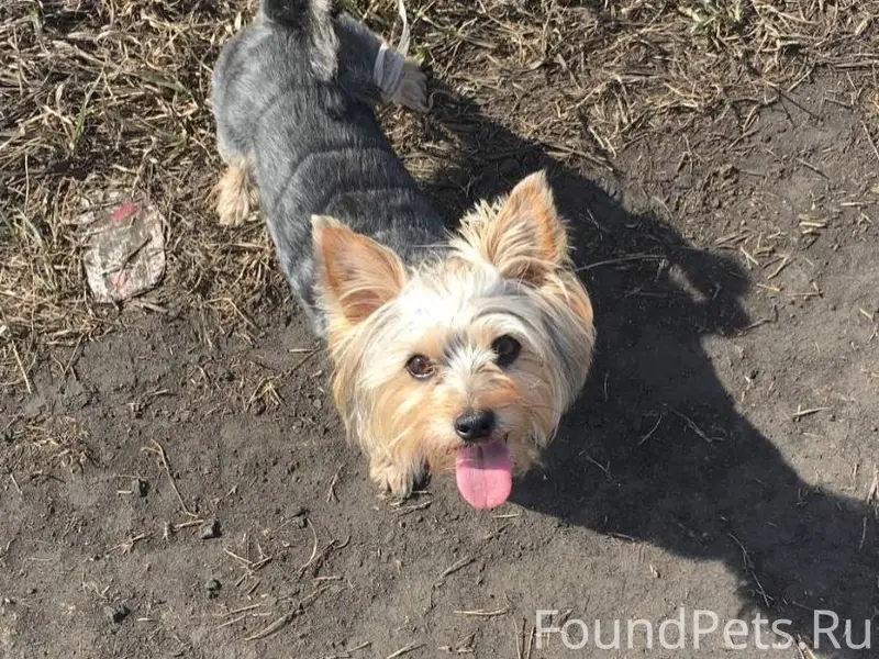 Потерялась собака,просьба напи...