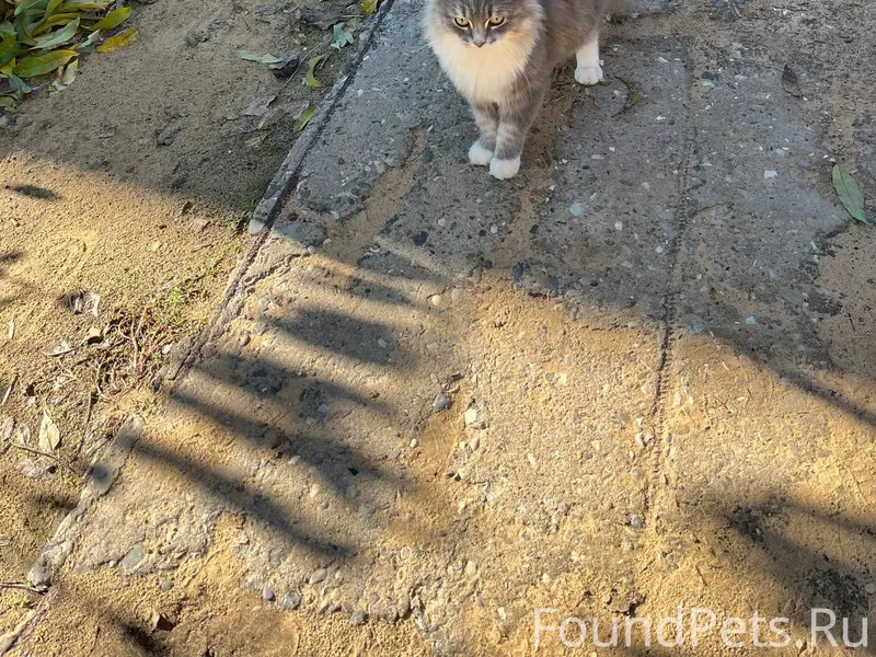 Добрый вечер! Пропала кошка по...