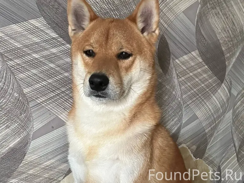 Помогите найти пса! Сиба Ину, ...