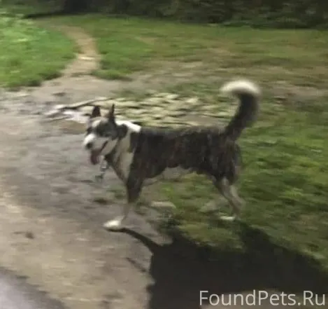 Пропала собака, мальчик зовут ...