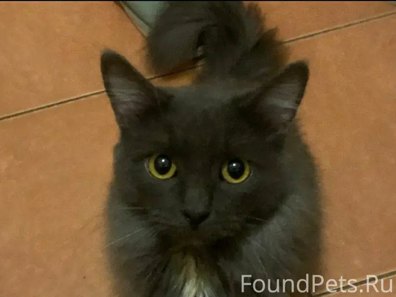 Пропал кот, район ул. Ленингра...