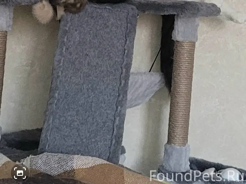 Пропала кошка, кличка Мурка-Му...